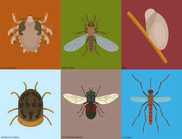 Паразиты на коже человека вектор размещения вредителей насекомых болезнь паразитических насекомых макро укус животного опасная инфекция лекарство вредитель иллюстрация . — стоковый вектор