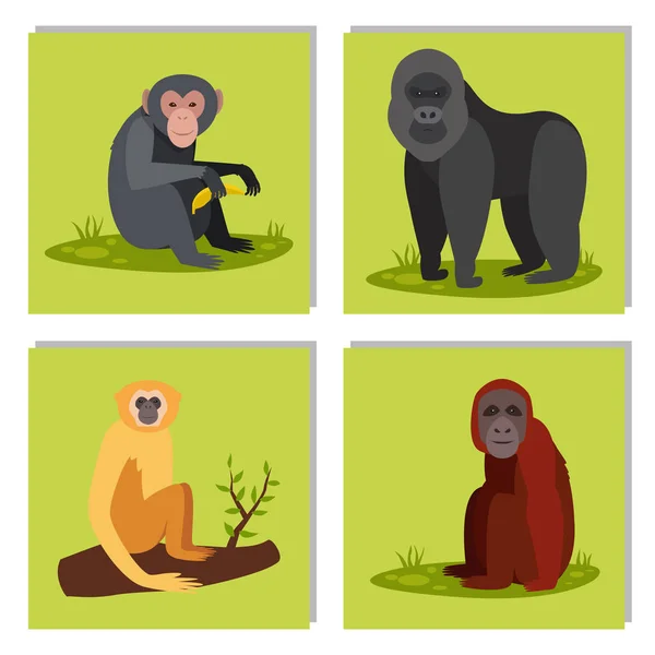 Mono carácter animal diferentes panes zoológico salvaje mono chimpancé vector ilustración . — Vector de stock