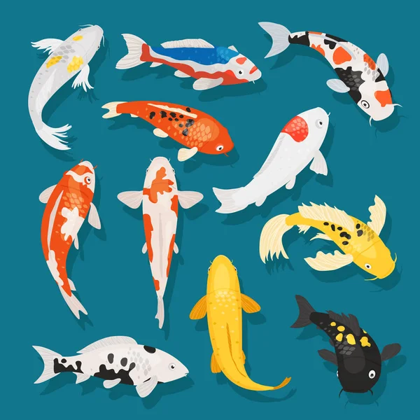 Japonés peces vector ilustración carpa y colorido oriental koi en Asia conjunto de chino goldfish y tradicional pesca aislado fondo — Archivo Imágenes Vectoriales