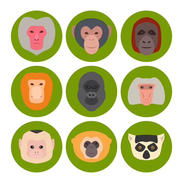 Monkey karaktär djur olika bröd vilda zoo ape schimpans vektorillustration. — Stock vektor