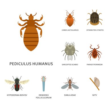 İnsan derisi parazit vektör zararlıları böcekler hastalığı asalak böcek makro hayvan ısırık tehlikeli enfeksiyon tıp haşere illüstrasyon konut.