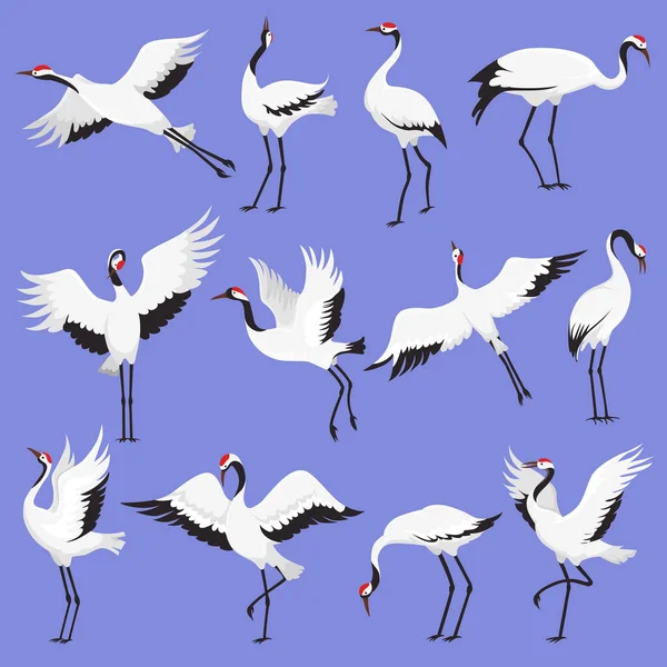 Japanese crane birds with red crowns flying and standing in different poses vector illustration. — Stock vektor