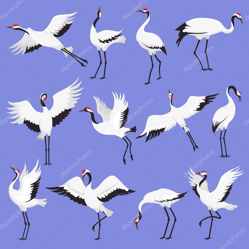 Japanese crane birds with red crowns flying and standing in different poses vector illustration.