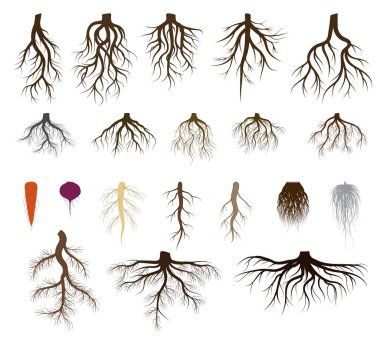 Kök sistemi vektör illüstrasyonlarını, taproot ve fibröz dallı bitki, ağaç ve izole simgeleri beyaza ayarla
