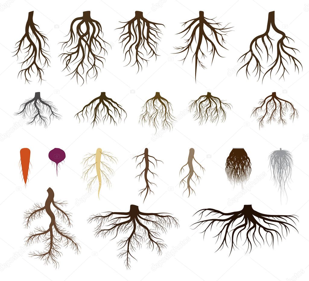 Root system set vector illustrations, taproot and fibrous branched roots of plant, tree, isolated icons on white