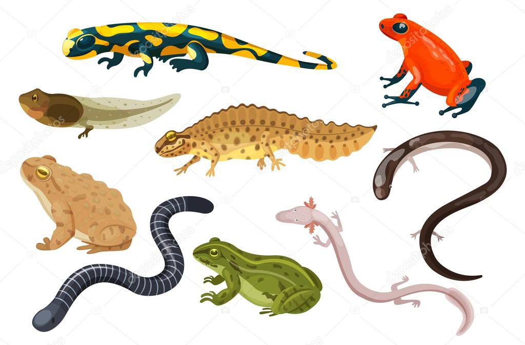 Amphibian vector illustration set, exotic cartoon tropical sitting toad and frog tadpole, salamander, triton icons isolated on white