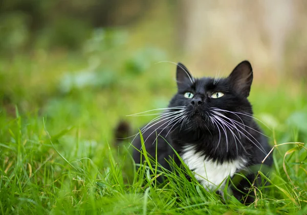 Adulto gato preto e branco — Fotografia de Stock
