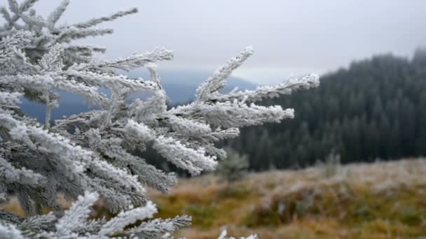 结霜的圣诞树. — 图库视频影像