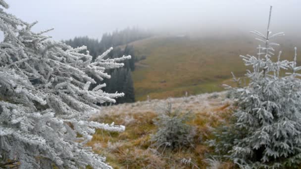 Albero di Natale con gelo . — Video Stock