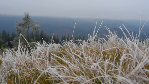 草与灰白色冬天 — 图库视频影像