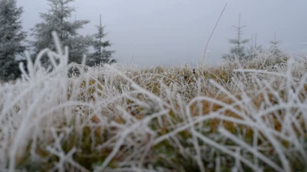 Трава с морозной зимой — стоковое видео