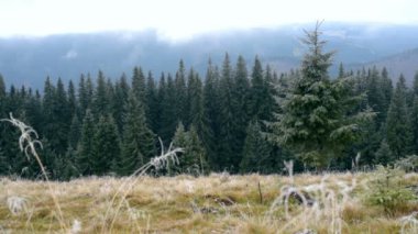 Hoar dağlarda bitkilerle