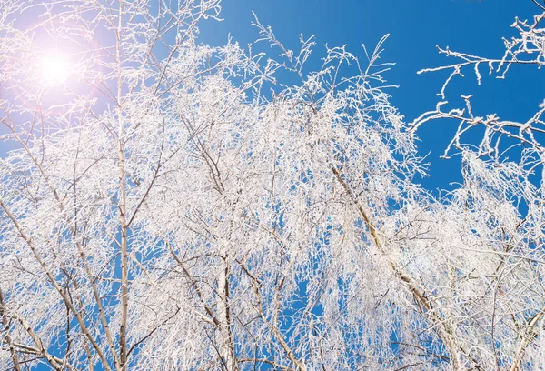 Rozgałęzienia Drzewa Pokryte Śniegiem Poboczu Drogi Tle Błękitnego Nieba Chmur — Zdjęcie stockowe