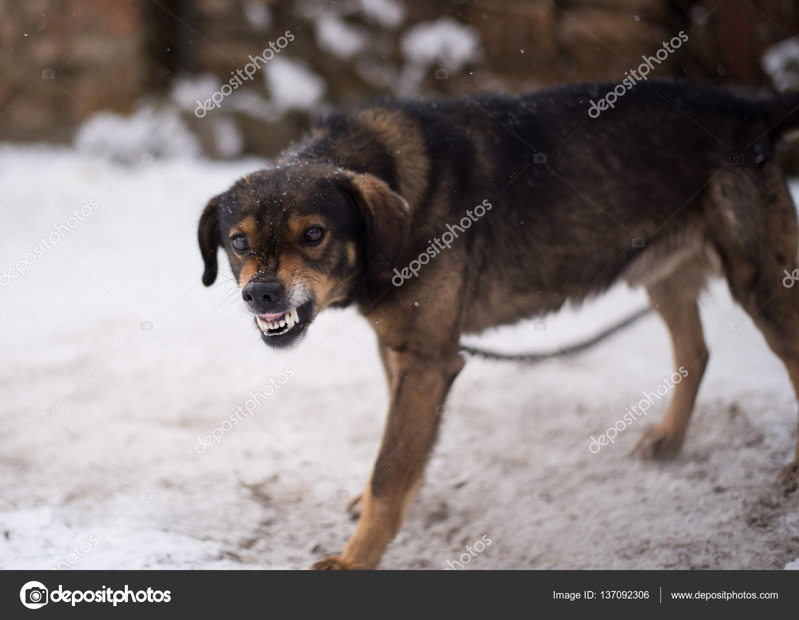 aggressiver hund