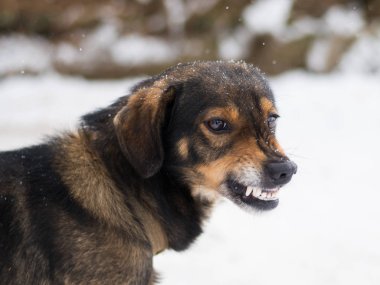 Saldırgan, kızgın köpek