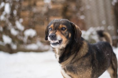 Saldırgan, kızgın köpek