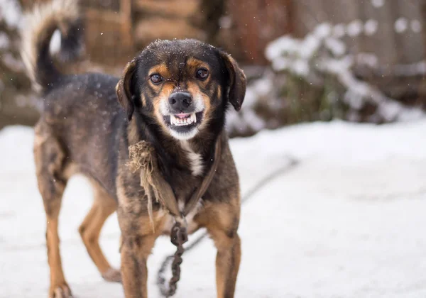 Aggressiv, wütend Hund — Stockfoto © 114134596