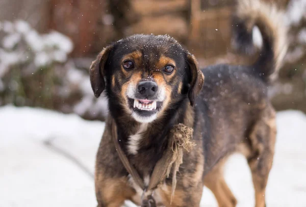 hund nach kastration aggressiv