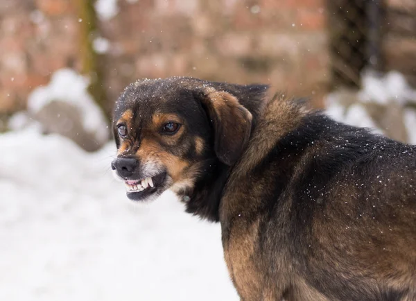 Aggressive, angry dog — Stock Photo, Image