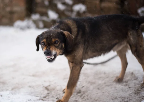 Aggressive, angry dog