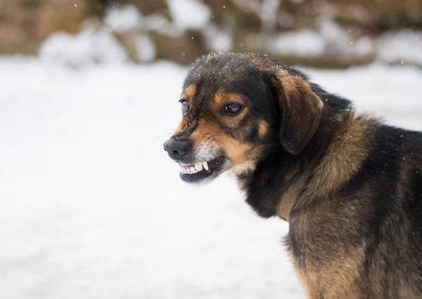 Aggressiver, wütender Hund — Stockfoto