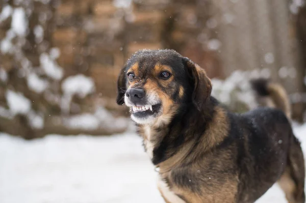 Aggressiver, wütender Hund — Stockfoto