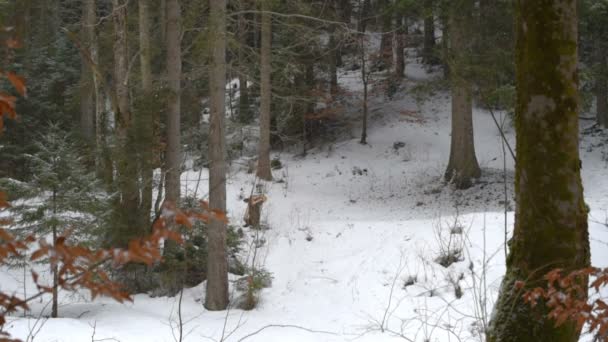 冬の森の中の雪 — ストック動画