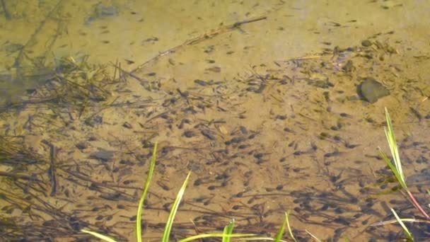 Krötenkaulquappen schwimmen auf einem See — Stockvideo