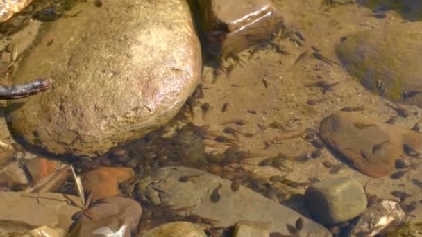 Têtards dans une piscine au bord de la rivière — Video