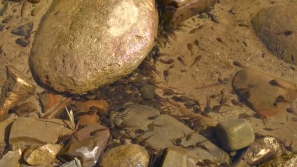 Tadpoles in a river side pool — Stock Video