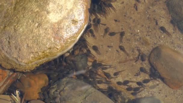 têtards dans une piscine au bord de la rivière 