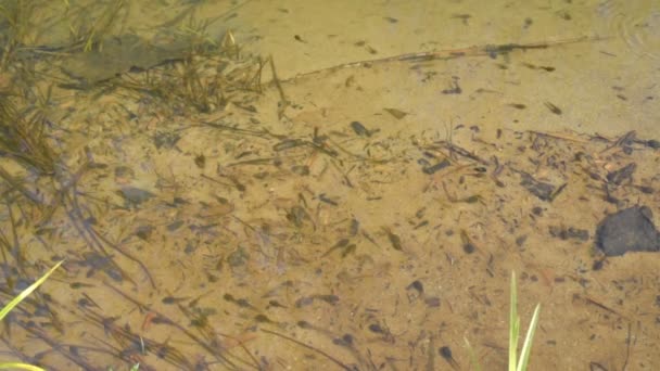 ヒキガエルのオタマジャクシが湖に水泳 — ストック動画