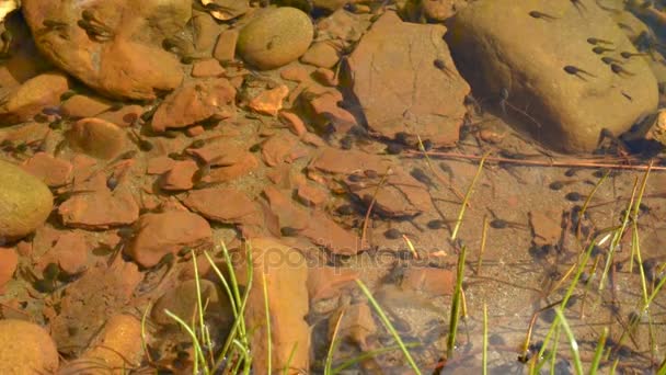 Tadpole em água limpa . — Vídeo de Stock