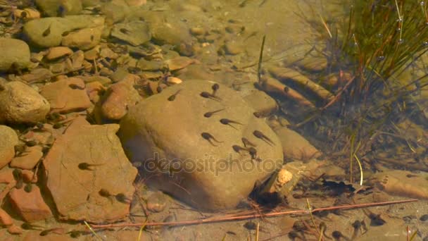 Tadpole em água limpa . — Vídeo de Stock