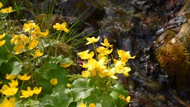 Liten bäck med blommor — Stockvideo