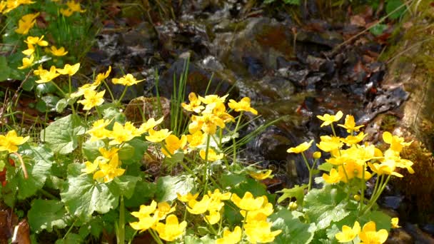 Желтые цветы возле ручья — стоковое видео