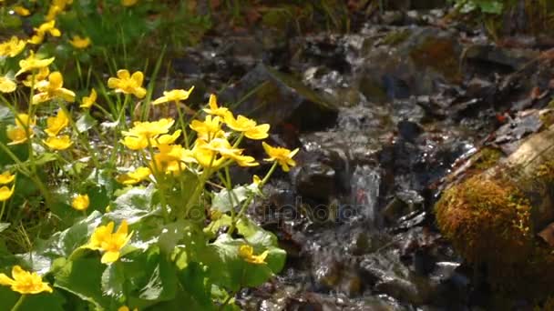 Gula blommor på stream stränder — Stockvideo