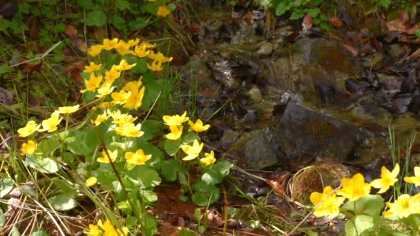 Gula blommor på stream stränder — Stockvideo