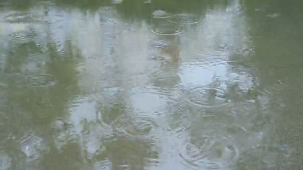 Pfütze im Regen — Stockvideo