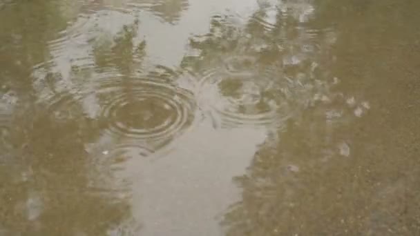 Лужа под дождем — стоковое видео