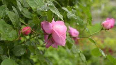 yağmur su damlaları ile gül