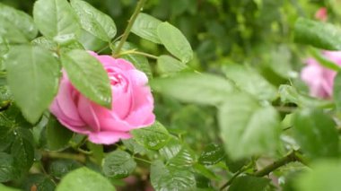 Şube gül ve yağmur damlaları