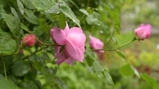 Rosas después de la lluvia — Vídeos de Stock