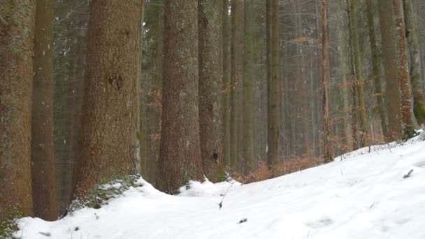 Queda de neve na floresta de inverno — Vídeo de Stock