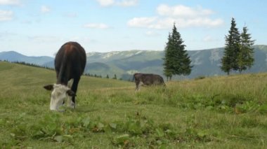 İnek çimen dağlarında yiyor.