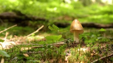 Yosun büyüyen mantar