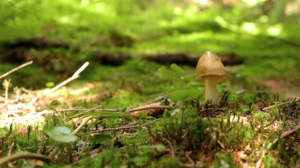 Pilz wächst aus Moos — Stockvideo