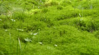 Moss arka plan doku. Yeşil yosun doku arka plan. Yeşil yosun arka plan doku doğa güzel. Yeşil liken. Doğa arka plan.