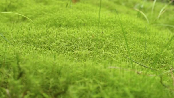 Textura Moss Background Fundo Textura Musgo Verde Textura Fundo Musgo — Vídeo de Stock