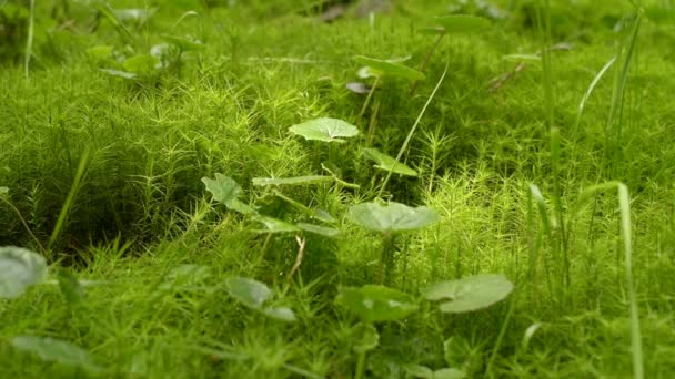 Moss Bakgrundsstruktur Grön Mossa Textur Bakgrund Grön Mossa Bakgrundsstruktur Vackra — Stockvideo